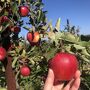 Schultz Fruitridge Farms