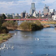 広瀬橋から見た風景。遠景は宮沢橋と仙台トラストタワー。