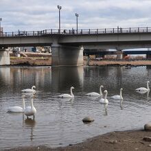 長町側の橋の下の河原には白鳥や鴨などの水鳥が渡って来ます。