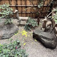 中庭の動物