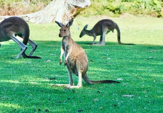 ヤンチャップ国立公園