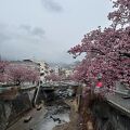 あたみ桜糸川桜まつり