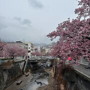 あたみ桜糸川桜まつり