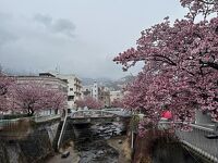 あたみ桜糸川桜まつり