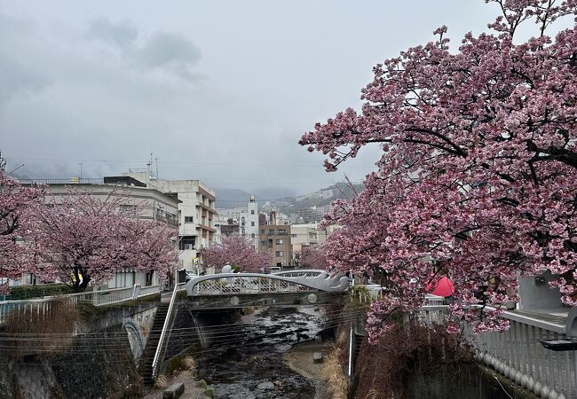 あたみ桜糸川桜まつり