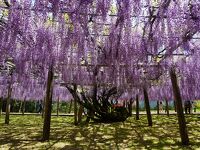 河内藤園