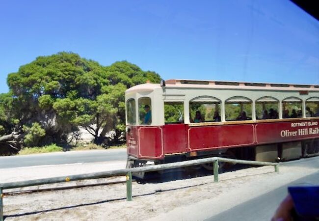 ロットネスト島 オリバーヒル トレイン
