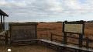 成東・東金食虫植物群落