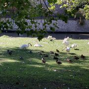 水鳥のいる美しい公園です