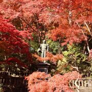 紅葉が思った以上にきれいでした