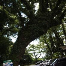 城山(鹿児島市)