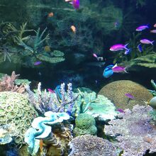 サンシャイン水族館　水槽1