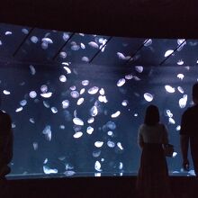 サンシャイン水族館 クラゲ