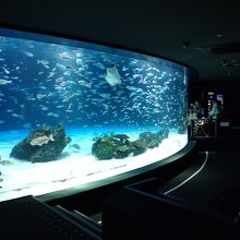 サンシャイン水族館  大水槽