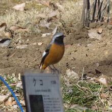 ジョウビタキ♂