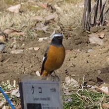 ジョウビタキ♂