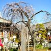 観梅(杉田梅林/梅まつり)の妙法寺