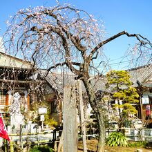 妙法寺