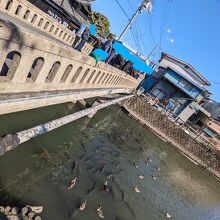 鯉に餌やり