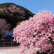 2月13日の第34回河津桜まつりの見頃の様子です