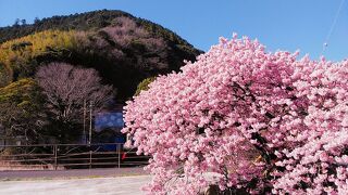 2月13日の第34回河津桜まつりの見頃の様子です