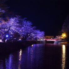 桜の木のライトアップ