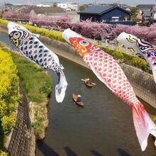 河津桜、菜の花、鯉のぼりのコラボレーション