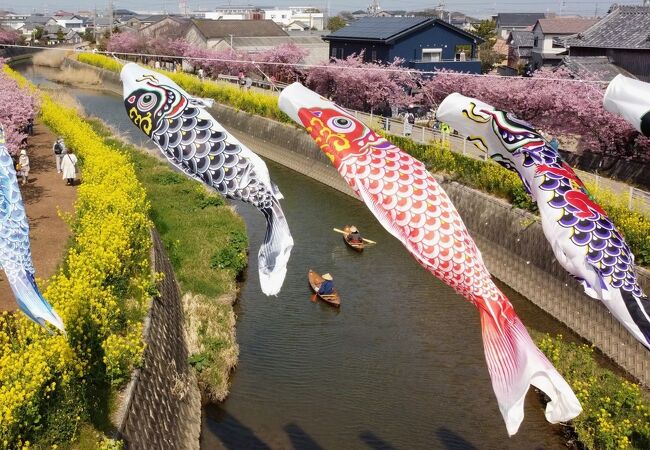 免々田川の河津桜