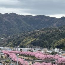 高台から見た河津桜