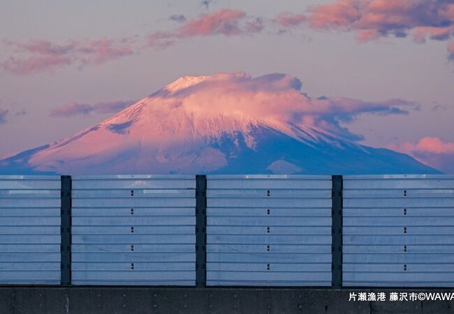 三浦半島の随所から富士山を遠望することが出来ました