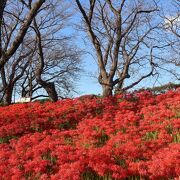 桜と菜の花の名所ですが、曼殊沙華もすごかったです。