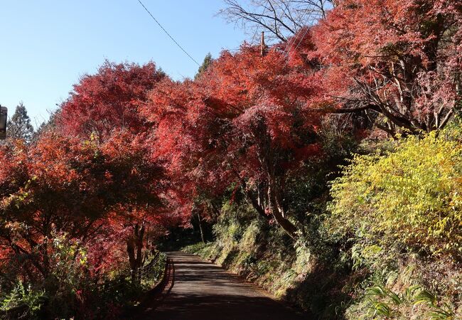 山中の紅葉がきれいな寺院