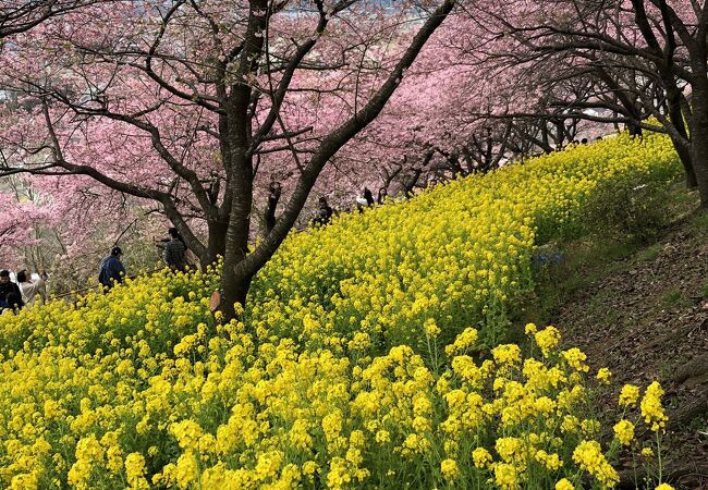 大井松田　河津桜と菜の花　