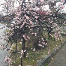 住吉川公園の梅