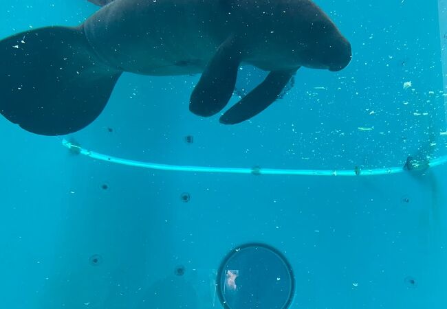 無料でマナティが見れます