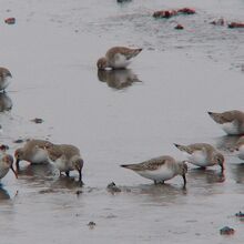 ハマシギ冬羽の群れ