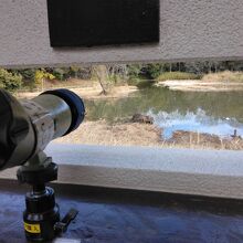 バードサンクチュアリの観察舎では望遠鏡で、水鳥を観察可能