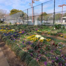 テニスコートや野球場は料金が安いのか利用客が多い。花壇もある