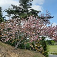 西行戻しの松公園