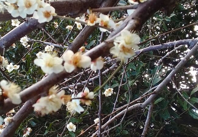 3分咲だが梅の香りはふんわりと