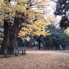 赤坂氷川神社のイチョウ