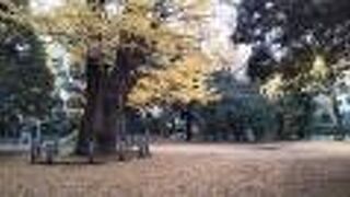 赤坂氷川神社のイチョウ