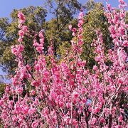 千葉市の自然豊かな公園