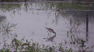 コアオアシシギが見られました。