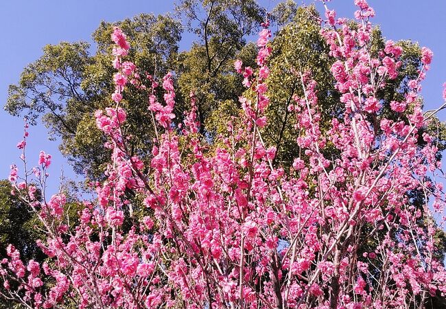 千葉市の自然豊かな公園