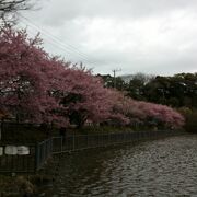 桜の季節