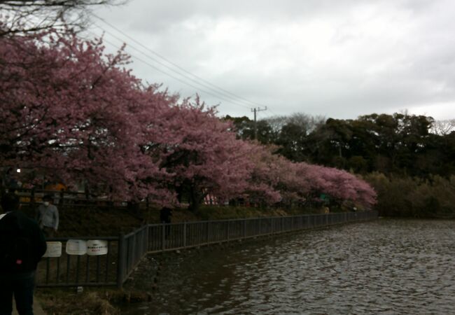 桜の季節