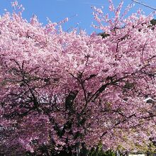 大きな河津桜の原木で存在感がありますね