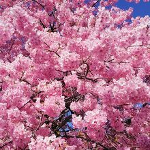 美しい河津桜