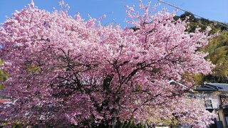 河津桜原木